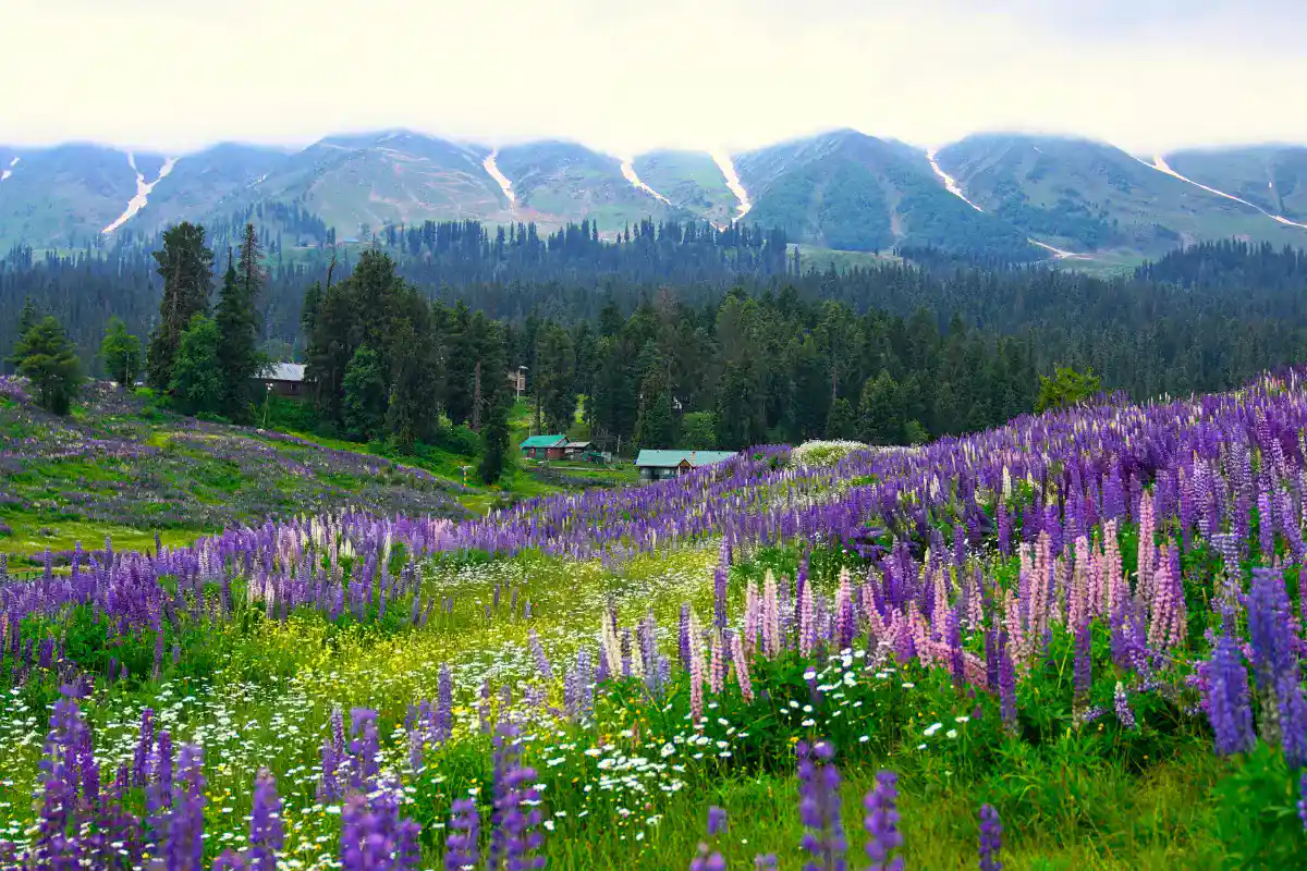 These 10 Best Places To Visit in India Will Make You a Storyteller!! 17 Kashmir slider 2 Backpacker XP