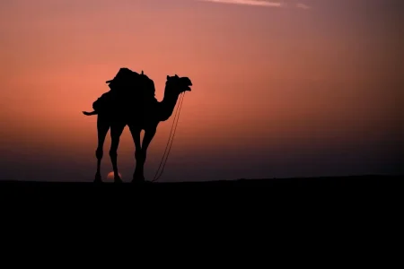 Pushkar Camel Fair 2025 – Mela Dates, Schedule, Activity, Attractions