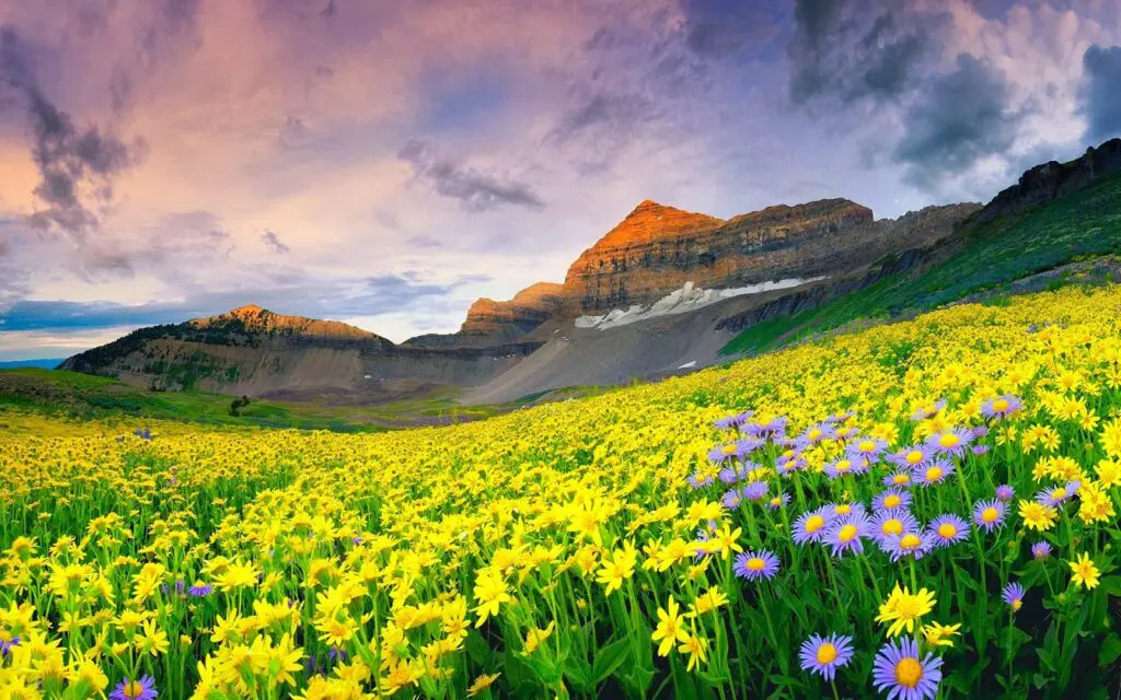 Valley of flowers, uttarakhand