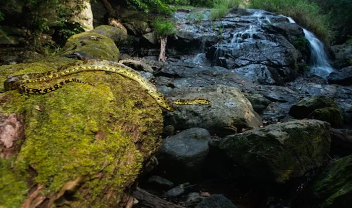 silent valley national park