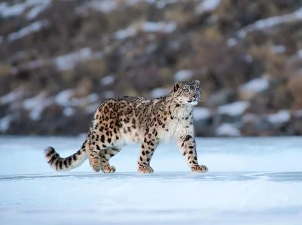 Snow Leopard in Pin Valley National Park