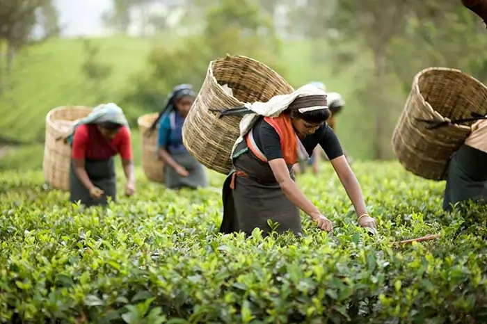 Darjeeling 