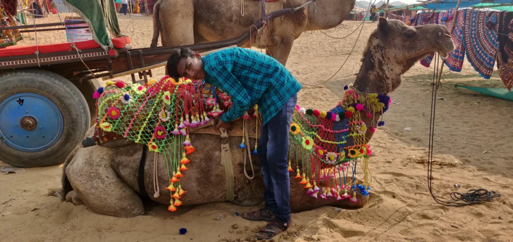 A Boy getting his Camel Ready for Competition at Pushkar Mela