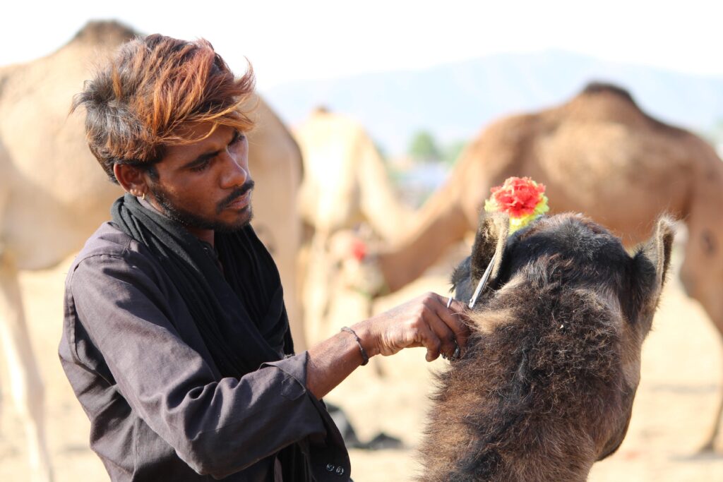 A man getting his Camel Ready for Beauty Contest at Pushkar Camel Fair