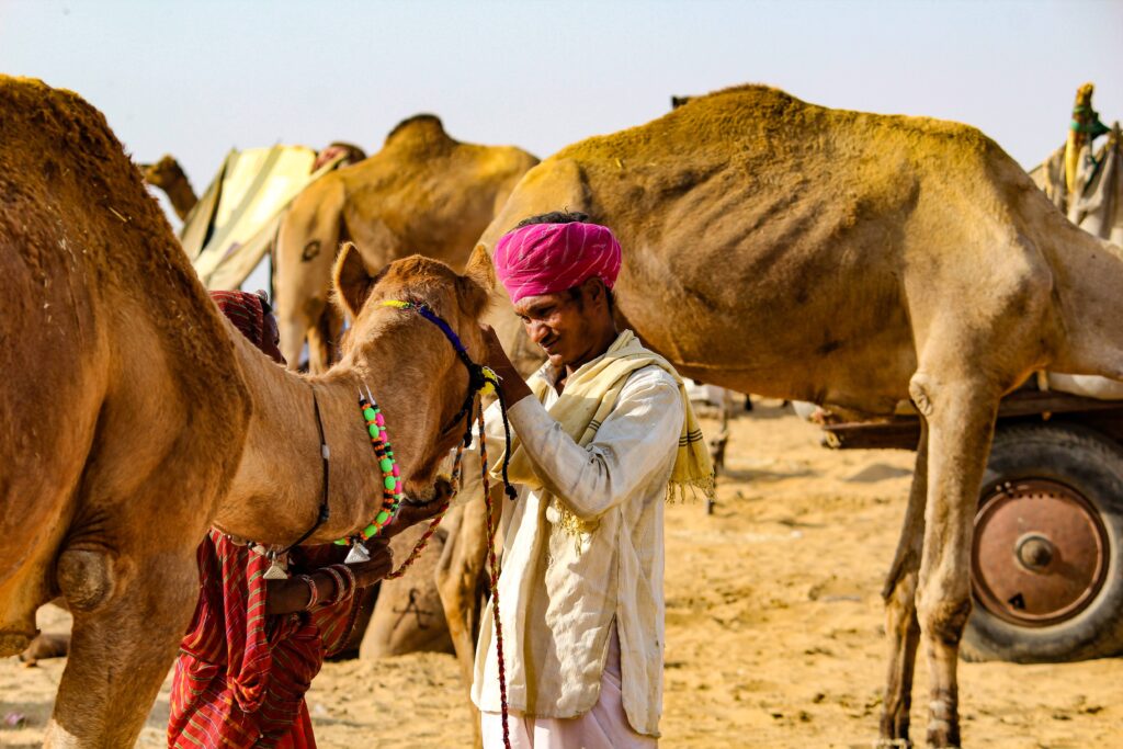 A Farmer Peting his Camel at Pushkar Camel Fair