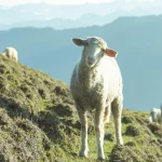 Jibhi Slider 2 Backpacker XP - Tours & Expeditions