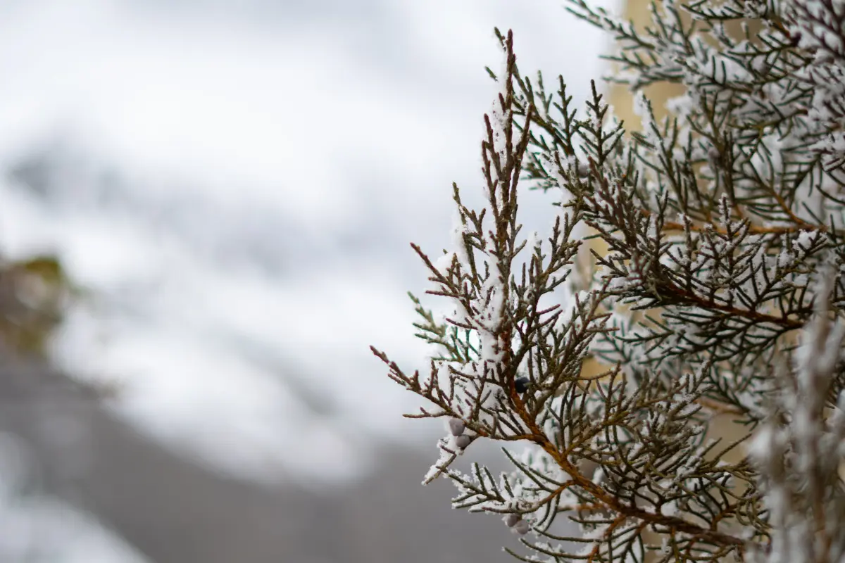 Sissu, Himachal Pradesh 2 Backpacker XP - Tours & Expeditions