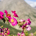 Sissu Banner 6 Backpacker XP - Tours & Expeditions