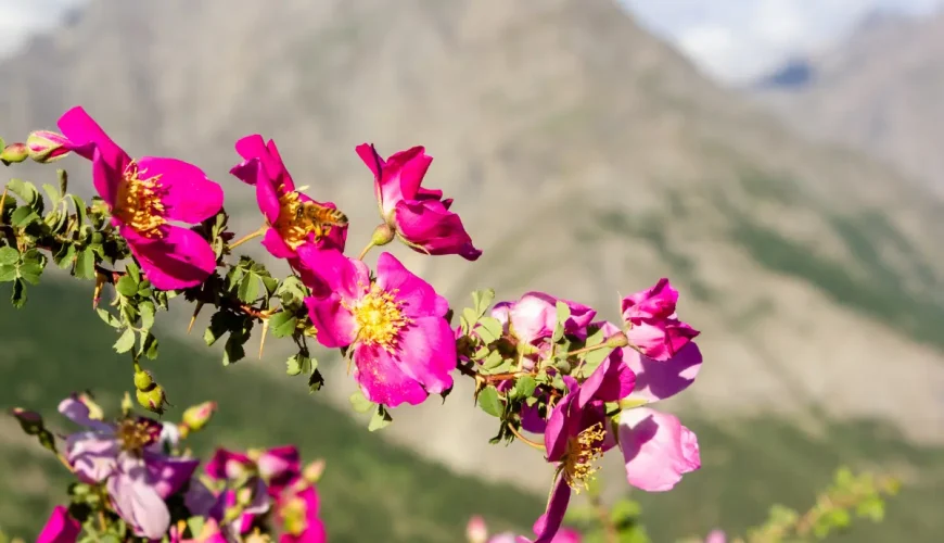 Explore Sissu, Himachal Pradesh – Your Ultimate Travel Guide!!