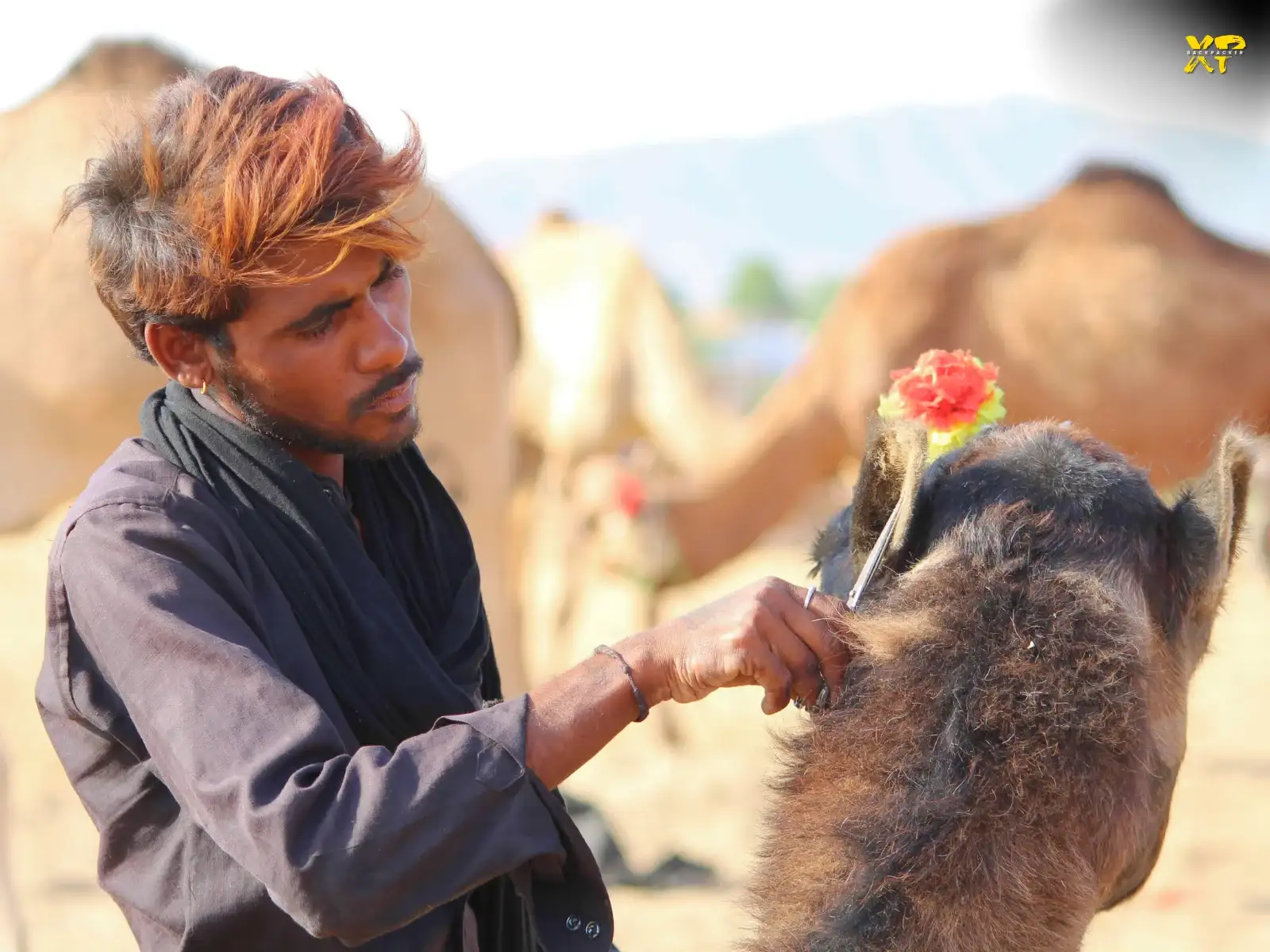 A Boy getting his Camel Ready for Competition at Pushkar Mela
