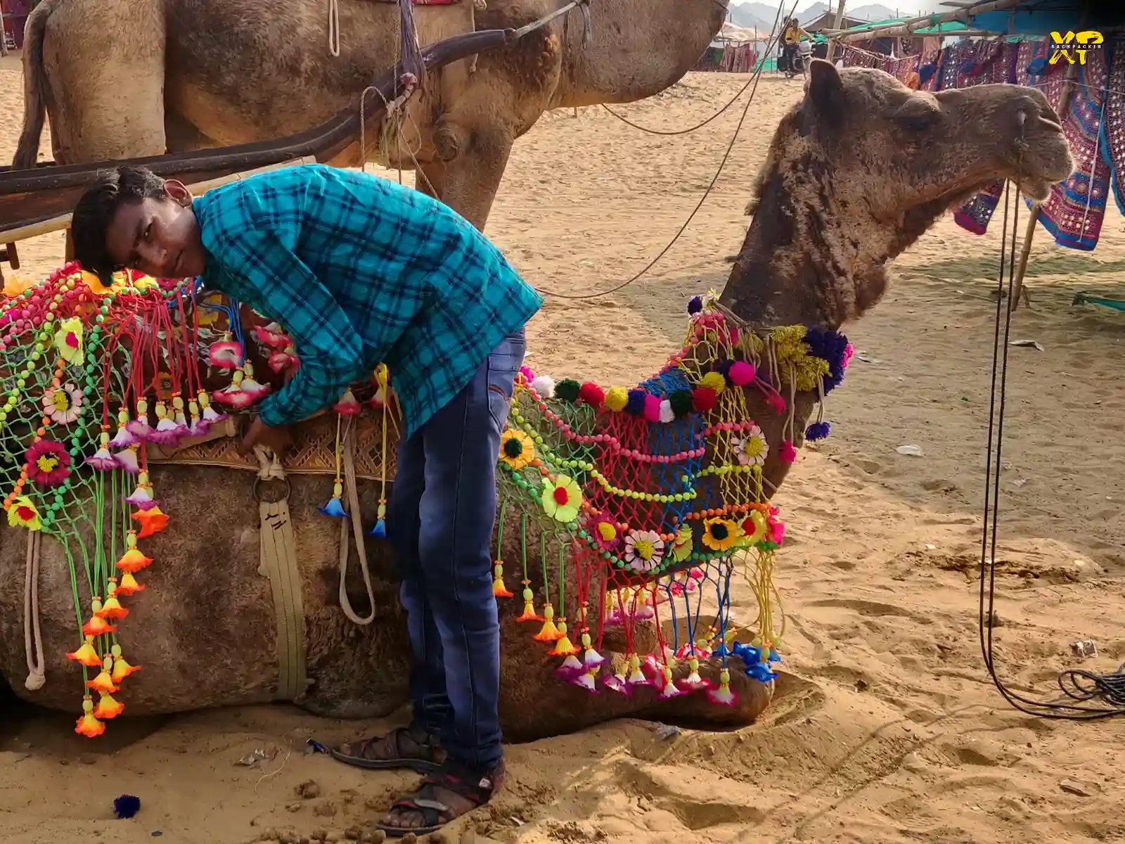 Boy decorating his Camel at Pushkar Camel Fair